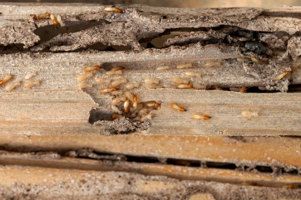 Best Exterminator Services  in Riverview Rk, PA